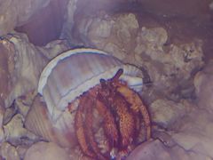 -贝林大翅鲸简餐厅(国家海洋博物馆店)