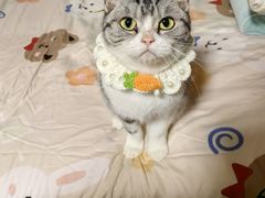 -佳雯宠物医院·皮肤科·内外科(春晓路分院)