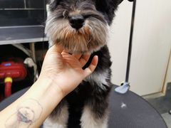 -小尾巴宠物店(万科·金域华庭店)