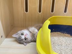 -momokira米努特·德文卷毛猫·棉花面纱犬