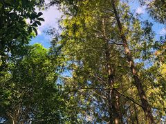 -陈家山荷花公园