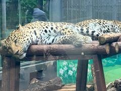-昆明动物园