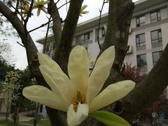 -武汉大学-樱园