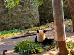-都江堰中华大熊猫苑