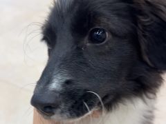 -艾贝尔宠物医院·狂犬免疫点(江山金象城店)