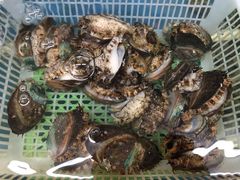 -渔民船说·北塘海鲜·天津菜·海肠捞饭(北塘古镇店)