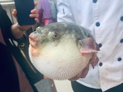 -长顺河豚馆(江洲东路)