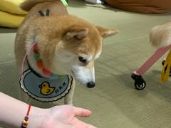 -逗柴咖啡屋·狗咖猫咖宠物桌游