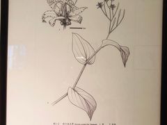 -1868 Café(上海自然博物馆店)