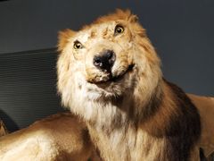 网红狮子-静安雕塑公园