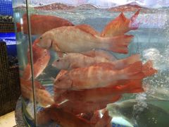 -欢乐海岸美食联盟