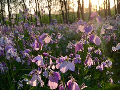 -苏家坨柳林村二月兰花海