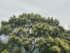 -阳台山森林公园