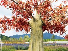 -北京东方普罗旺斯薰衣草庄园