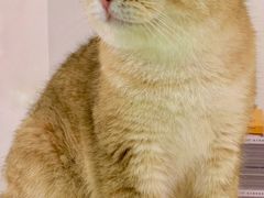 -Heymao猫咖.咖啡厅(东门店)