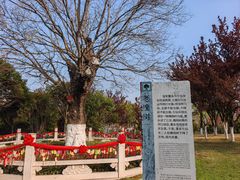 -东台西溪天仙缘景区