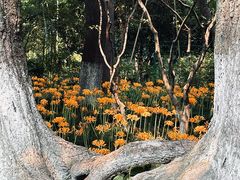 -杭州植物园