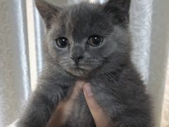 -1013 PET SHOP 宠物商店(近铁城市广场店)