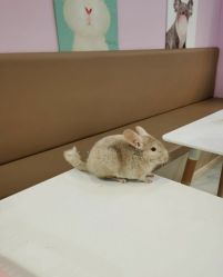 -Moni星球萌宠·小马宝莉·灵蛇·高端高阶全萌宠互动体验俱乐部(红豆国际广场店)