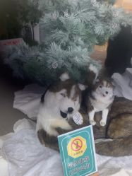 -IMON·HANSA潮玩玩偶毛绒玩具(通州万象汇店)