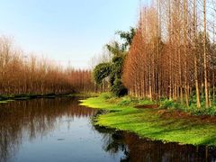 -桤木河湿地公园