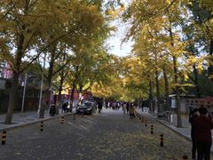 -三里屯东五街银杏大道