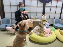-逗柴咖啡屋·狗咖猫咖宠物桌游