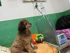 -利又安动物医院··老年病·猫科犬科·中兽医
