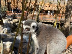 -北京野生动物园