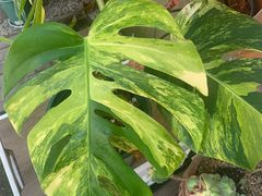 -Rabbit Cafe私房西餐甜点咖啡(栖霞路店)