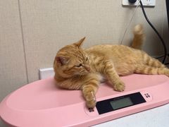 -安安宠医宠物医院·异宠·犬猫内科(岳阳分院)