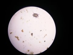 -欧奕国际动物医院