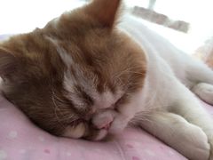-艾贝尔宠物医院·24H转诊中心·肿瘤猫专科(江宁双龙店)