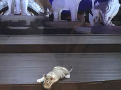 -清迈夜间动物园
