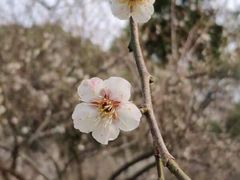 -香雪海
