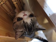 -滚猫咖啡·猫咖·猫友好撸猫(未来城店)