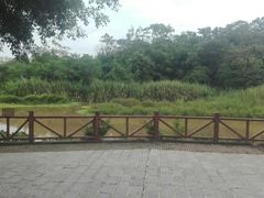 -南宁良凤江国家森林公园