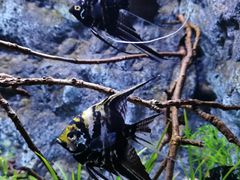 -上海海洋水族馆