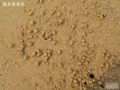 -日照海滨国家森林公园