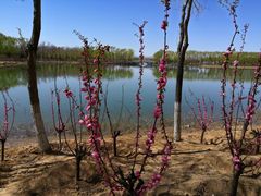 -大兴滨河森林公园