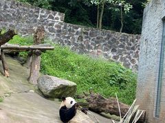 -都江堰中华大熊猫苑