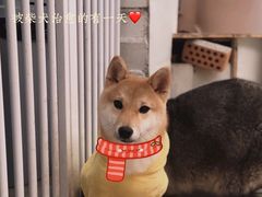 -浣熊柯尔鸭土拨鼠·电玩咖