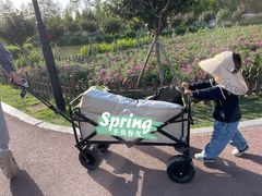 -荷兰花海