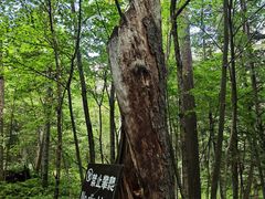 -五营红松林海景区