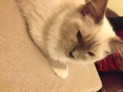 猫色咖啡-猫色咖啡·猫咖