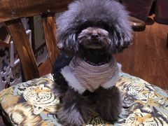 -爱宠屋pet shop·宠物洗澡·宠物美容