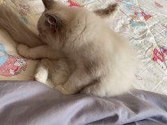 -宠福鑫康馨动物医院·骨科·眼科