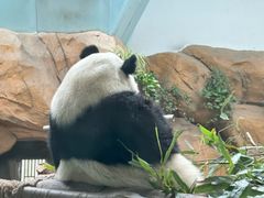 -成都动物园