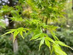 -南山植物园