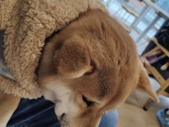 -南京Hallo宠物乐园·哈罗犬舍·柴犬繁育基地